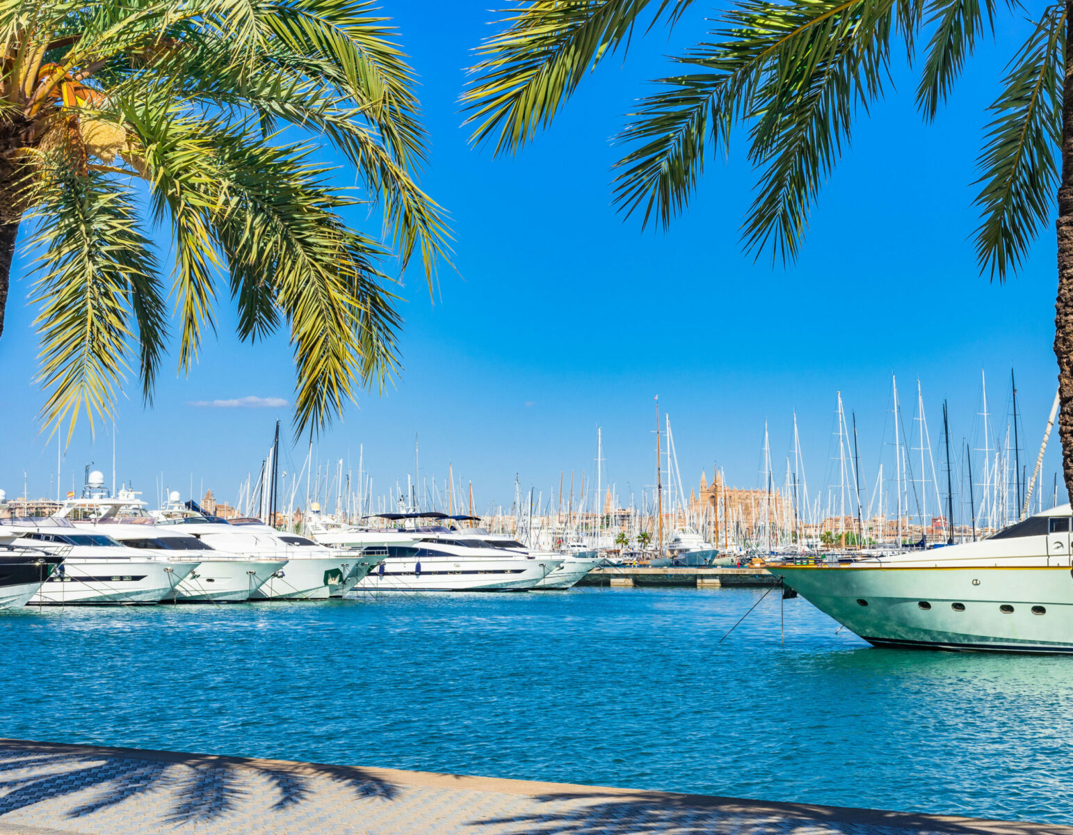 Puerto de Mallorca con palmeras y yates de lujo amarrados